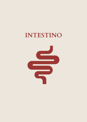Intestino